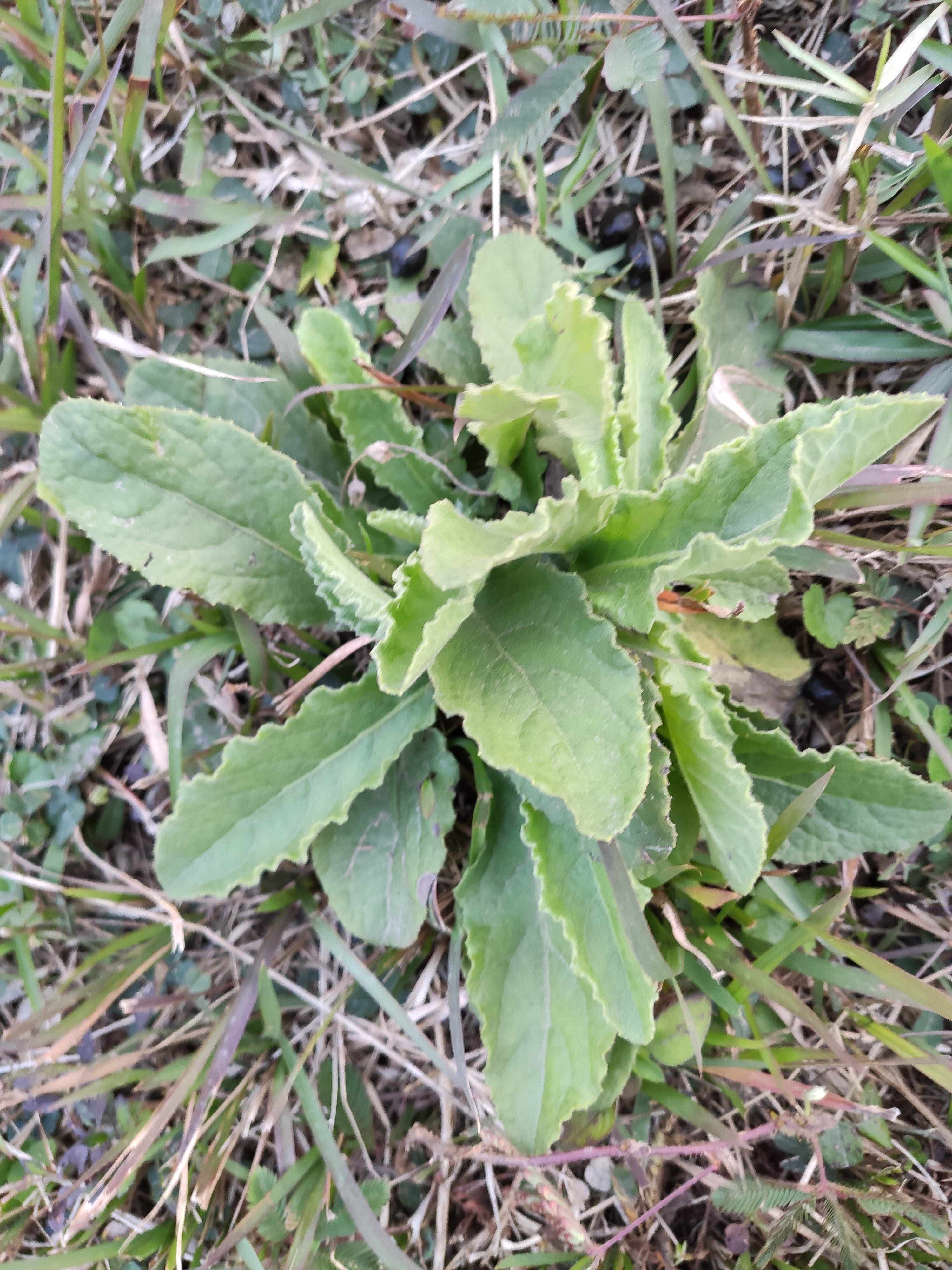 青草手机版免费视频小草电视剧全集完整版