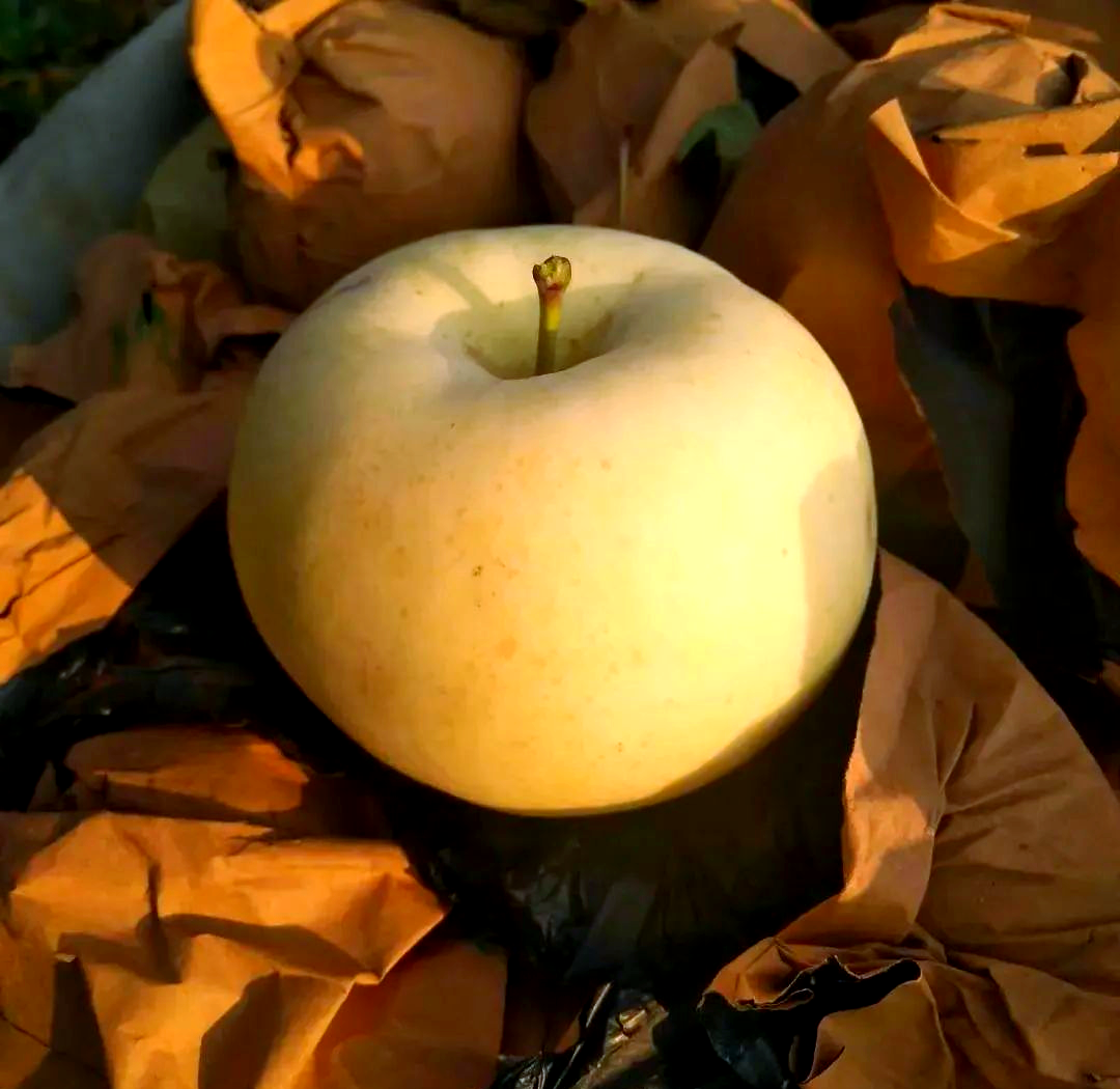 苹果奶苹果奶香版(奶香苹果是什么品种)