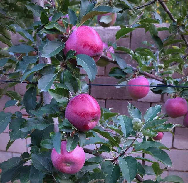 柿子苹果版(苹果柿子怎么使它变熟)-第3张图片-QuickQ官网 柿子苹果版(苹果柿子怎么使它变熟)-第3张图片-QuickQ官网