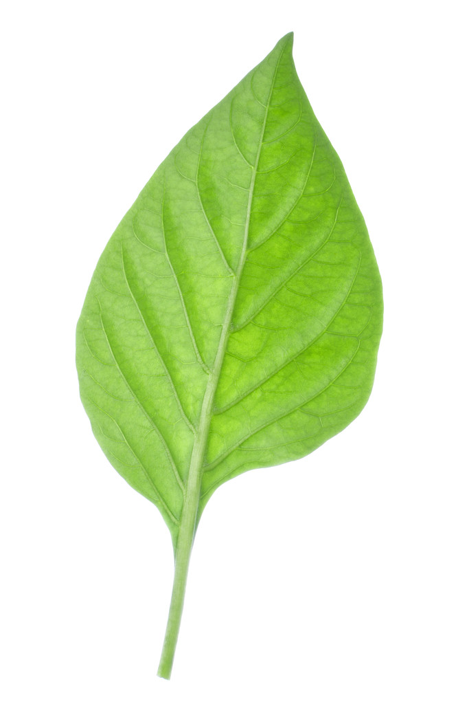 甜椒root助手手机版(小朋友的摇篮曲 美国儿歌)