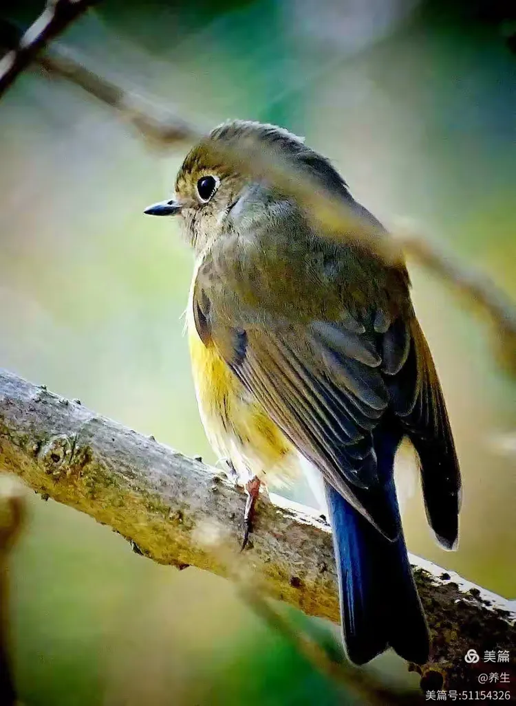 东海龙网手机版动物(捕鱼海岛官方版本下载)-第5张图片-QuickQ官网